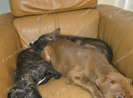Beautiful Mixed Breed Puppies - only 3 girls left