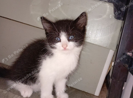 Ojos Azules Beautiful kittens