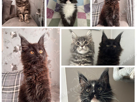 AMAZING HEALTH TESTED TICA REGISTERED MAINE COON KITTENS