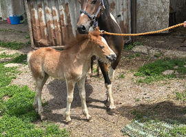 Lovely mare and filly foal for sale