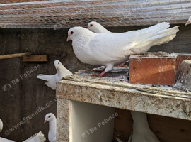 Straight tale doves