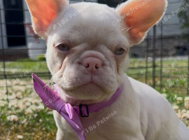 BLUE EYED PINK FRENCHIES