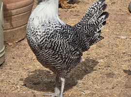 Silver Campine pullet growers