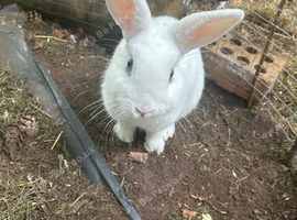 2 rabbits for sales