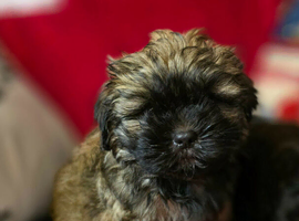 Lhasa apso/shih tzu