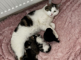 4 beautiful fluffy kittens