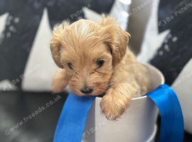 F1 maltipoo boy now reduced again 7 weeks old