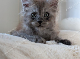 5 beautiful Maine coon kittens