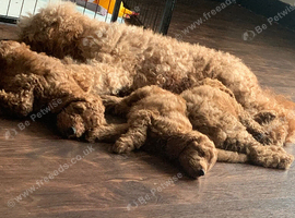 2male 2girls cockapoo puppies