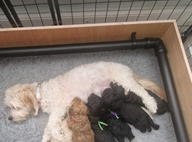 Maltipoo f1b, 2 boys 5 girls, &pound;1500/&pound;1600