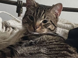 Young cat for sale to a good home!