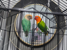 2 love birdss