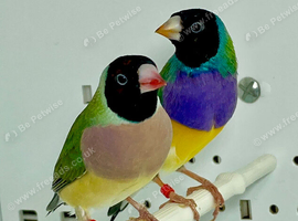 Beautiful pair of gouldian finches for sale