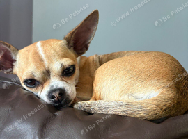 Pedigree Chihuahua