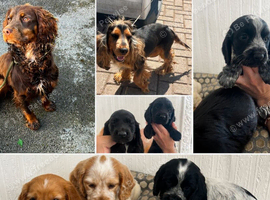 Adorable show cross cocker spaniel puppies