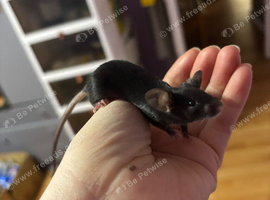 Mice