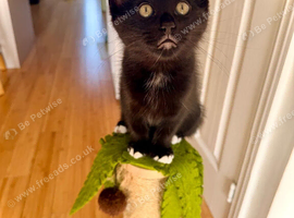Beautiful Mink Ragdoll X BSH 2 boys left!!