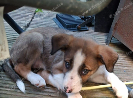 Puppies