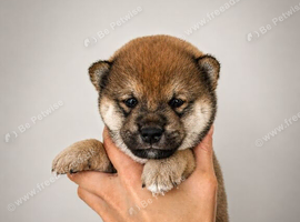 Japanese Shiba Inu puppies