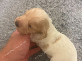 Beautiful Cocker Spaniel Puppies Orange & White and Lemon & White 1 Boy, 3 Girls