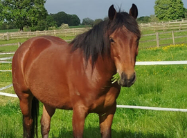 Sweet & loving Quarter horse x