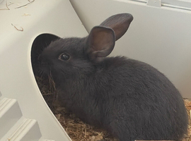 2 baby rabbits 1 boy 1 girl 6 weeks old