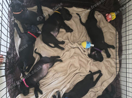 Staffordshire Bull Terrier puppies