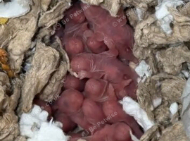 Syrian baby hamsters