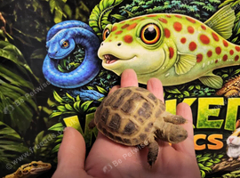 Horsefield tortoise at Wicked Exotics