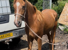 Irish draft cross gelding 2 yr