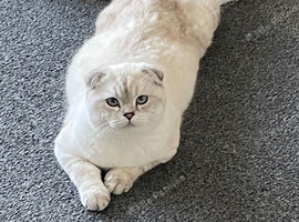 Handsome Adult Scottish Fold Male