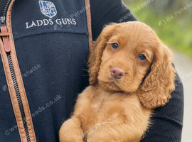 Golden Cocker Spaniel Boy
