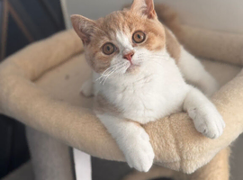 Gorgeous British shorthair,LAST KITTEN AVAILABLE
