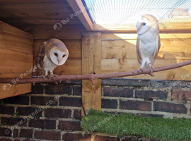 Owllets for sale