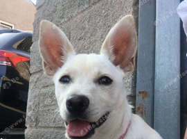 Female chihuahua cross