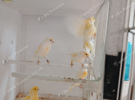 2026 Yellow Dimorphic Canaries for sale