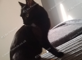 14 months female. Black cat
