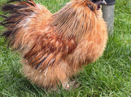Silkie Cockrel free for rehome