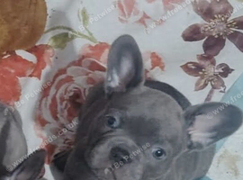 Meet Yellow, our gorgeous Blue French Bulldog girl!