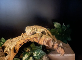 1 year old male friendly bearded dragon with viv