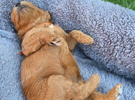 Cavapoo pups fb1
