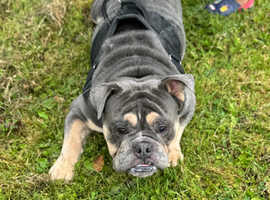 English bulldog for stud