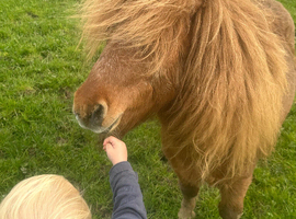 Miniature Shetland pony registered stallion