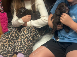 Sproodle puppies