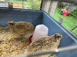 Jumbo quail eggs