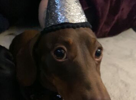 Miniature dachshund. Male