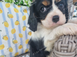 puppies