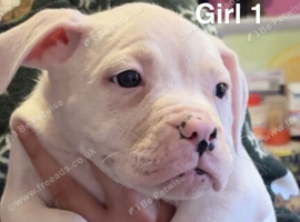 American bulldog *ready to go*
