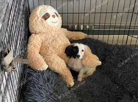 Cocker Spaniel Girl