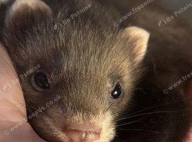 12 week old ferrets
